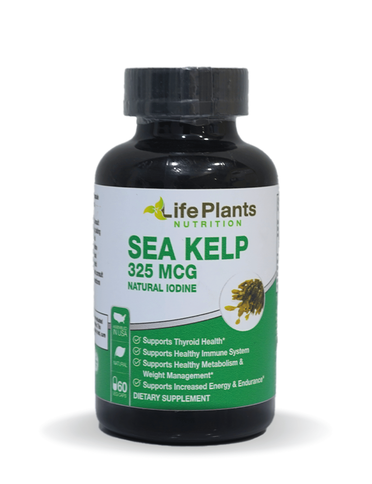 Sea kelp - Life Plants